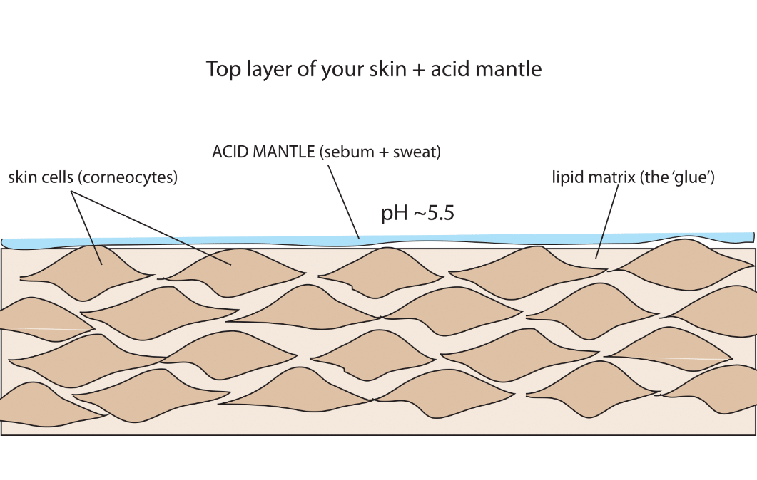 healthy stratum corneum