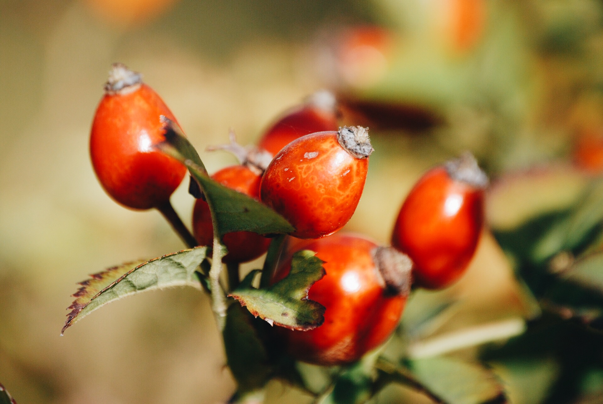 rosehips